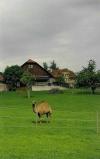 Locher, Gradin,  60 Streifzüge durch die Schweizer Dorflandschaft